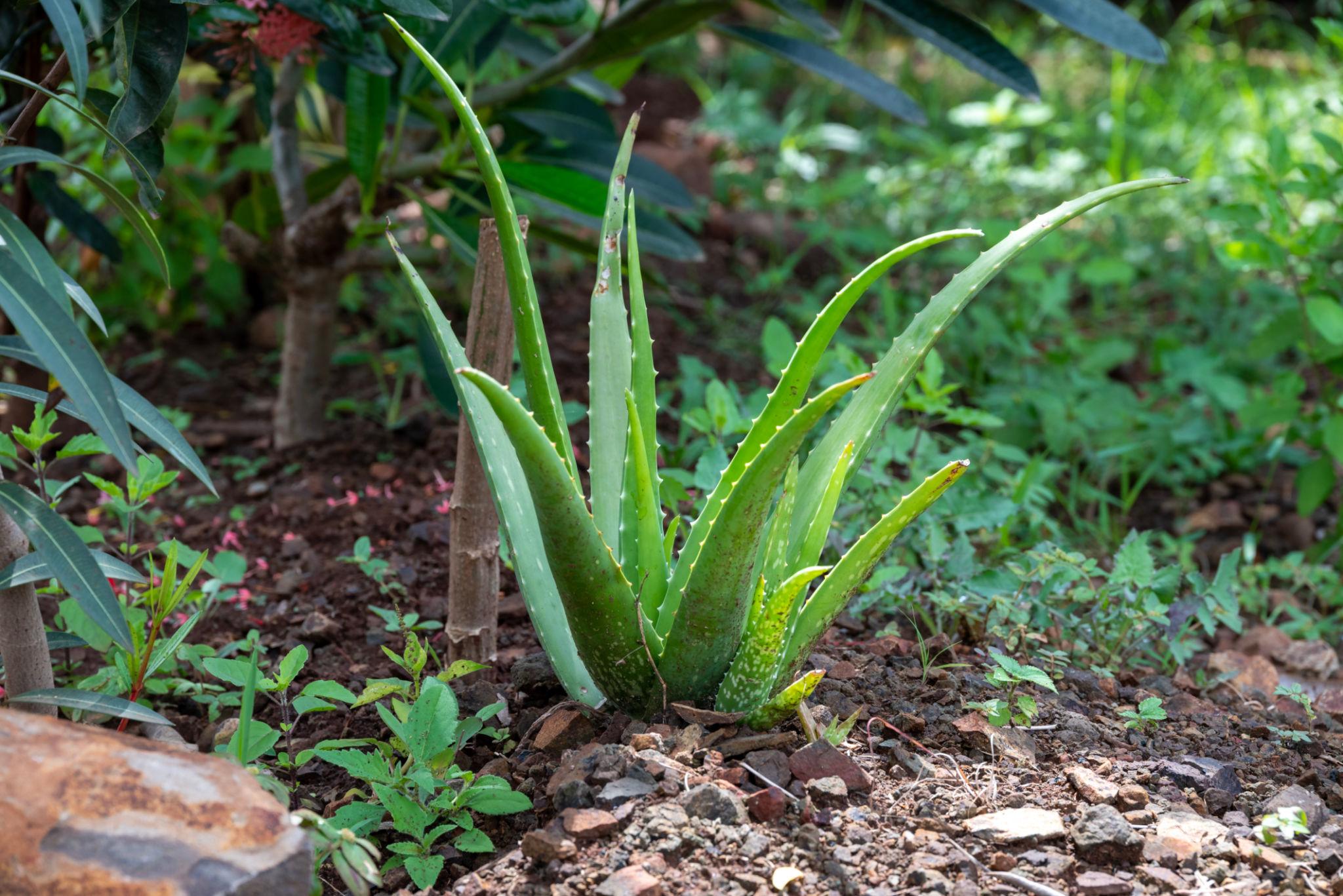 Aloe Vera